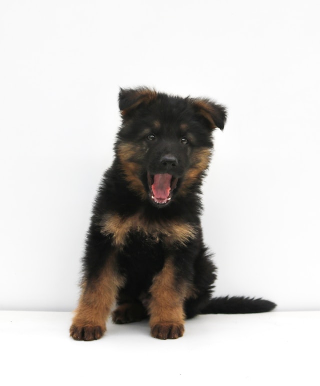 How to Choose a German Shepherd Puppy for Sale